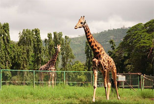 Zoo